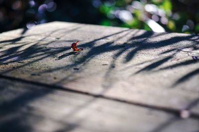 Close-up of fly on wood