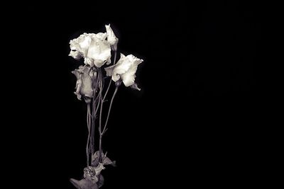 Close-up of wilted rose in vase against black background