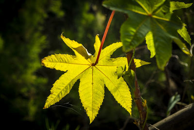 Close-up of yellow ricinus leave