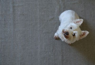 High angle portrait of dog standing on carpet at home