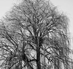 Low angle view of bare trees against sky