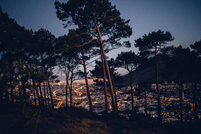 Illuminated cityscape seen through trees during dusk