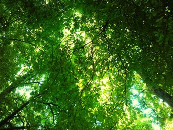 Low angle view of tree