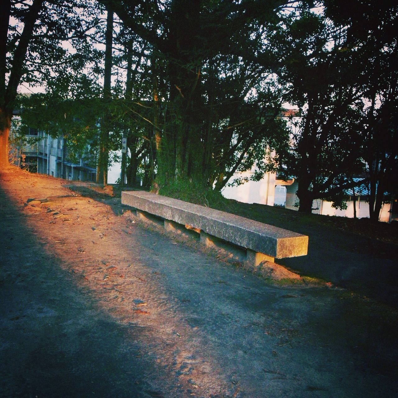 tree, built structure, street, architecture, building exterior, road, sunlight, shadow, sidewalk, transportation, day, footpath, outdoors, city, growth, branch, no people, park - man made space, empty, the way forward