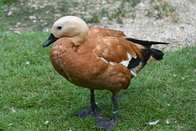Close-up of duck on field