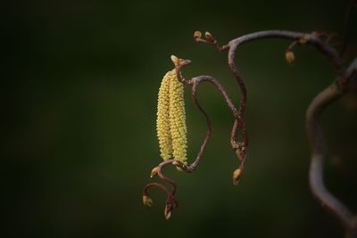 Close-up of fresh green leaf