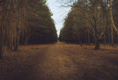 Trees in forest