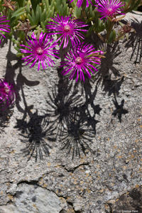 Close-up of purple flowers blooming outdoors