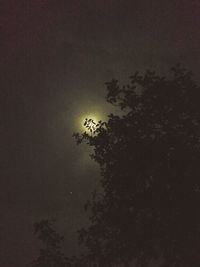 Low angle view of trees against sky at night