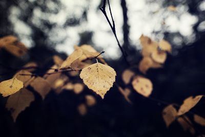 Close-up of autumn leaves on tree