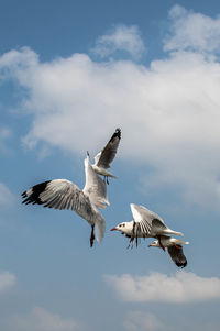 Seagull flying on beautiful blue sky and cloud