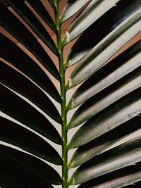 Full frame shot of green leaves