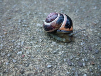 Close-up of snail