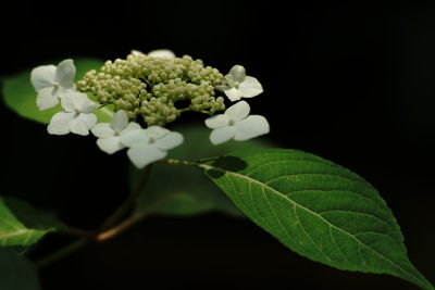 Close-up of white flowering plant against black background