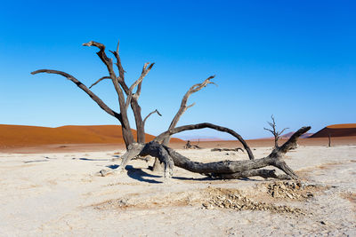 Bare tree on sand against clear sky