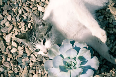 High angle view of cat resting
