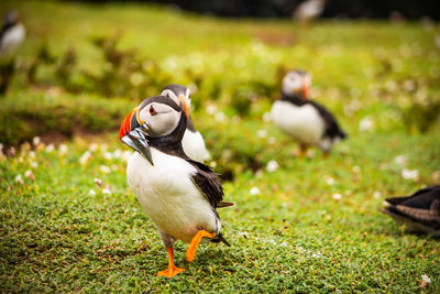 Close-up of bird on field