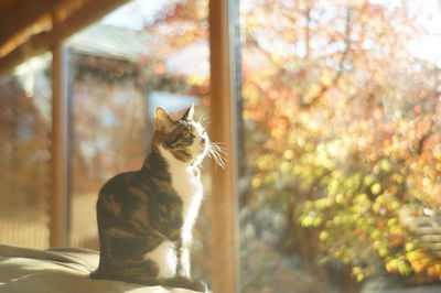 Cat looking through window