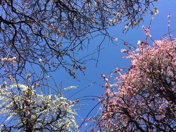 Low angle view of tree against sky