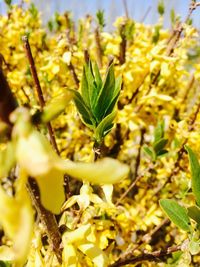 Close-up of yellow flower