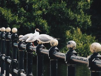 Birds perching on railing