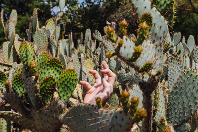 Close-up of hand holding cactus growing on tree