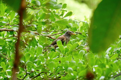 View of squirrel on tree