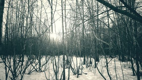 Bare trees on snow covered landscape