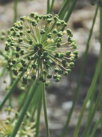 Close-up of plant