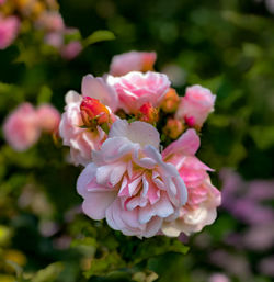 Close-up of pink rose