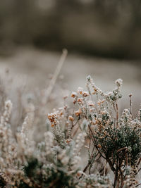 Close-up of wilted plant on field during winter