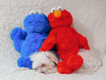 Close-up of a dog with toy