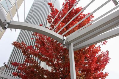 Low angle view of tree against building