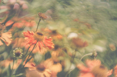 Close-up of red flowering plant on field