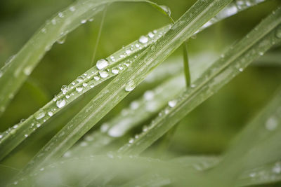 Close-up of wet plant leaves during rainy season