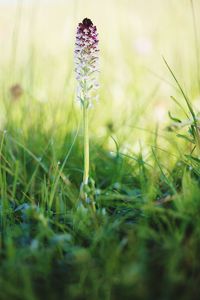 Close-up of flower growing in field