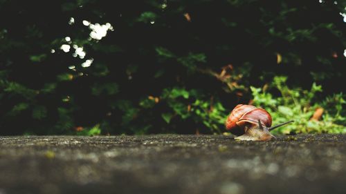 Close-up of snail