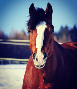 Close-up of horse