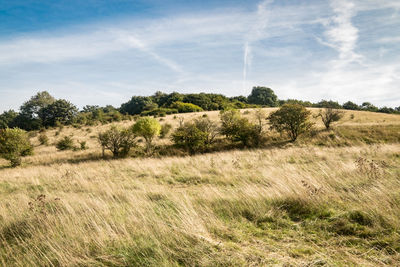 Trees on field against sky