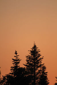 Low angle view of silhouette tree against orange sky