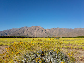 Yellow flowers growing on field against clear blue sky