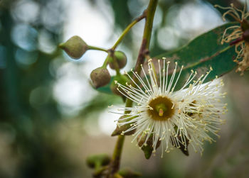 Close-up of flower against blurred background