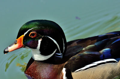 Close-up of duck swimming in lake