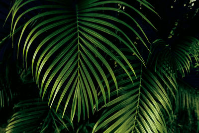 Close-up of palm tree