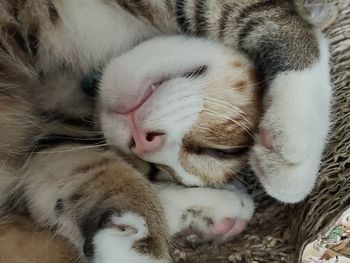 Close-up of cat sleeping