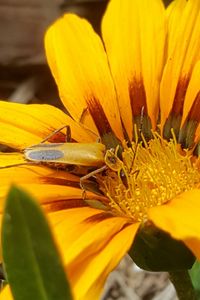 Close-up of bee on yellow flower