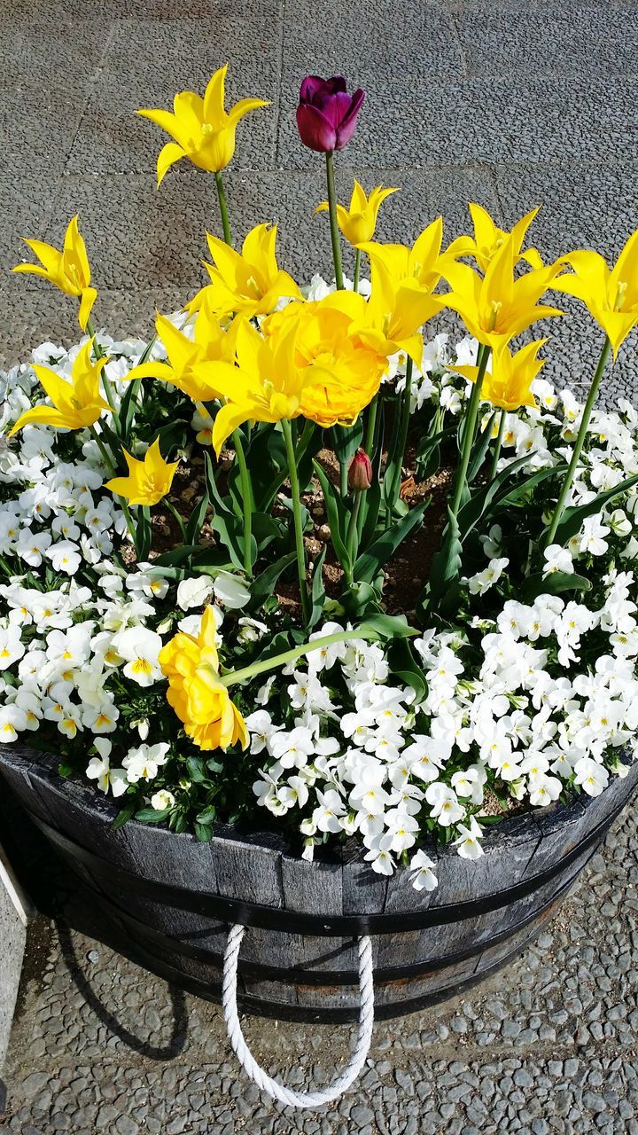 flower, yellow, petal, fragility, freshness, beauty in nature, flower head, leaf, growth, plant, nature, blooming, season, in bloom, blossom, high angle view, springtime, day, outdoors, no people