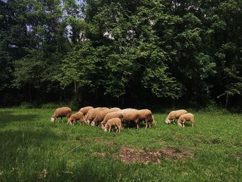 Sheep grazing in a field