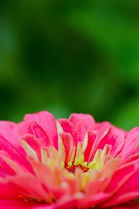 Close-up of pink flower