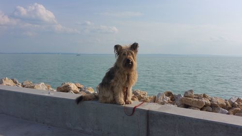 Dog by sea against sky